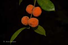 Cudrania cochinchinensis